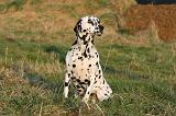 DALMATIEN 454